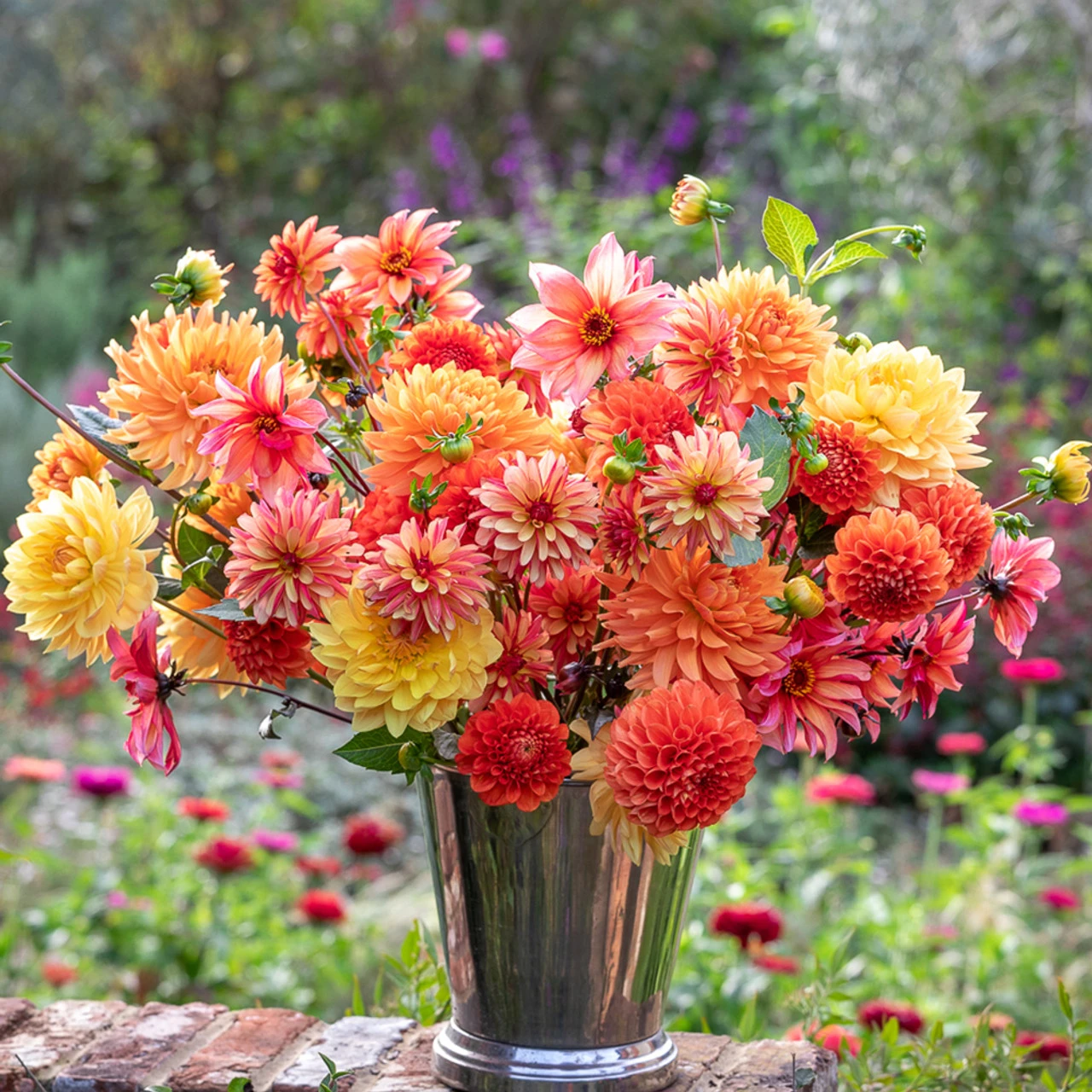 Marmalade Dahlia Collection