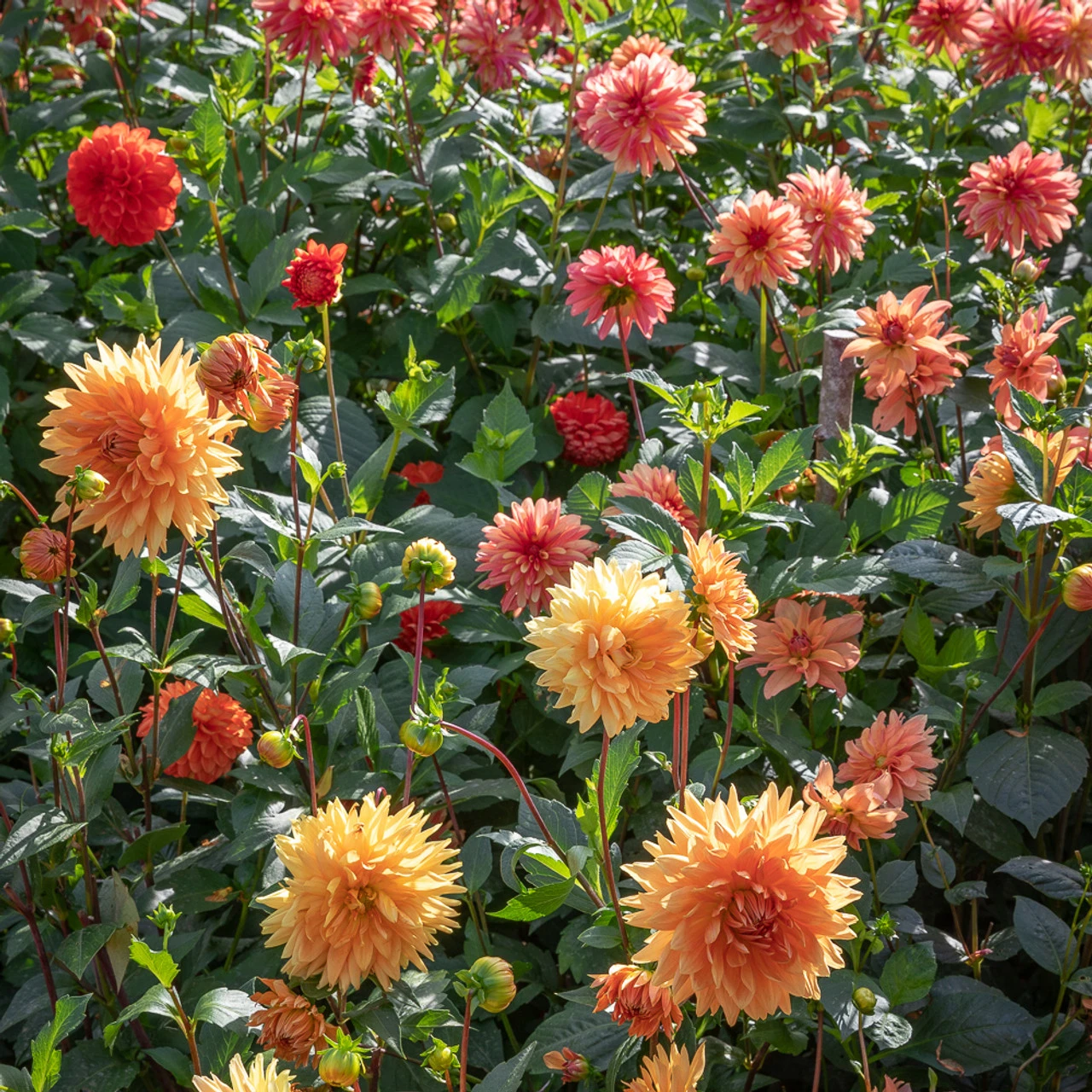 Marmalade Dahlia Collection - Image 2
