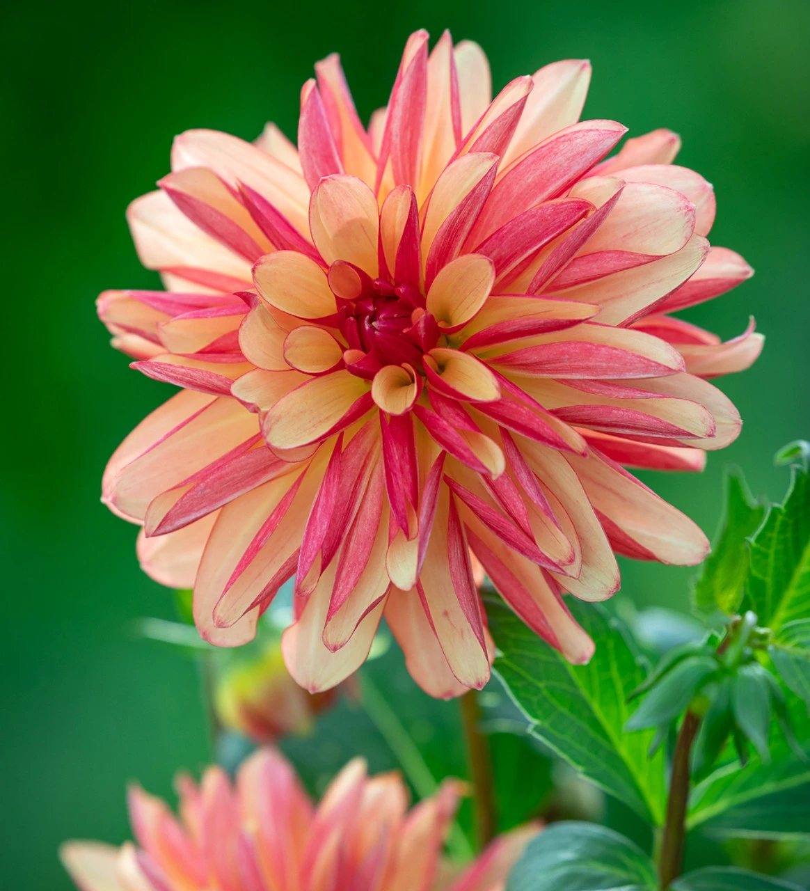 Marmalade Dahlia Collection - Image 3