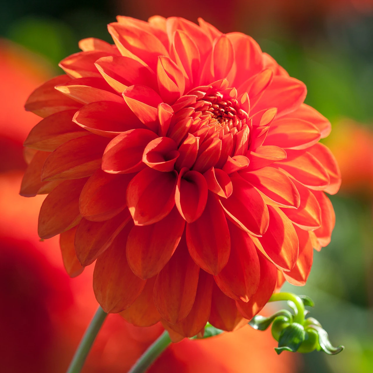 Marmalade Dahlia Collection - Image 4