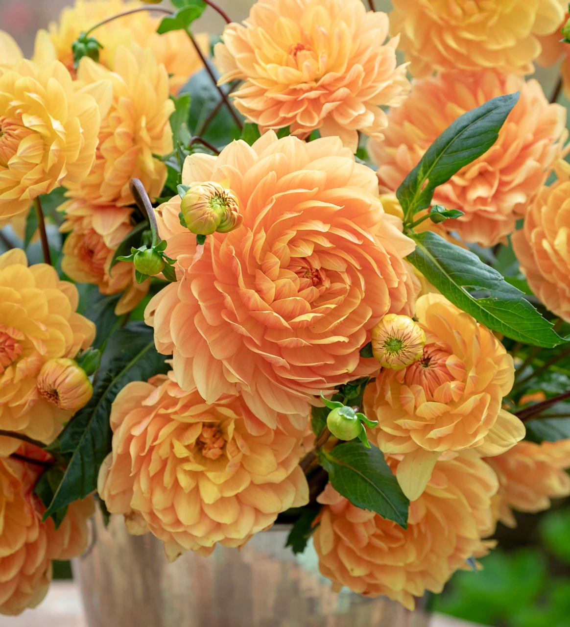 Marmalade Dahlia Collection - Image 5