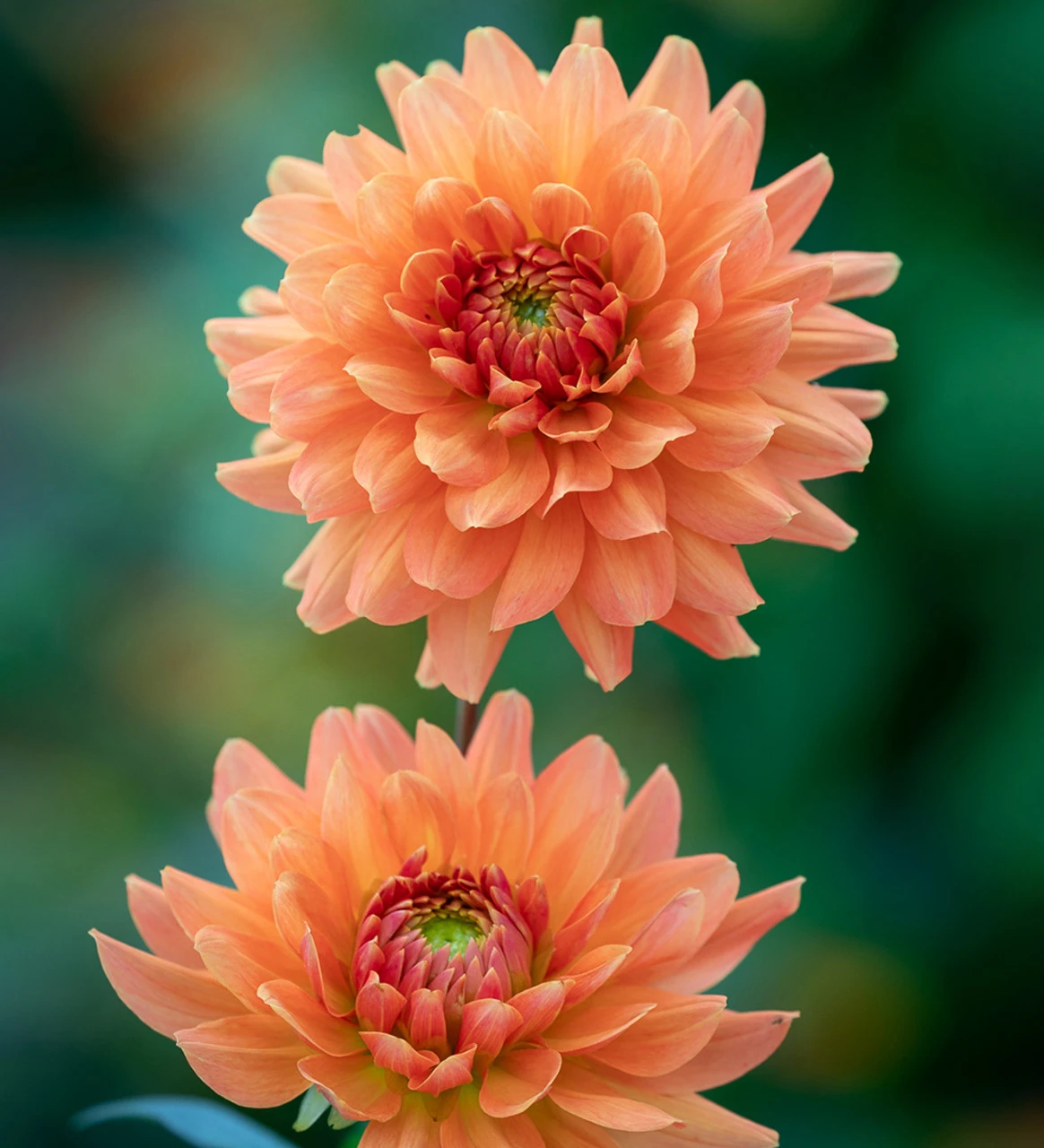 Marmalade Dahlia Collection - Image 6