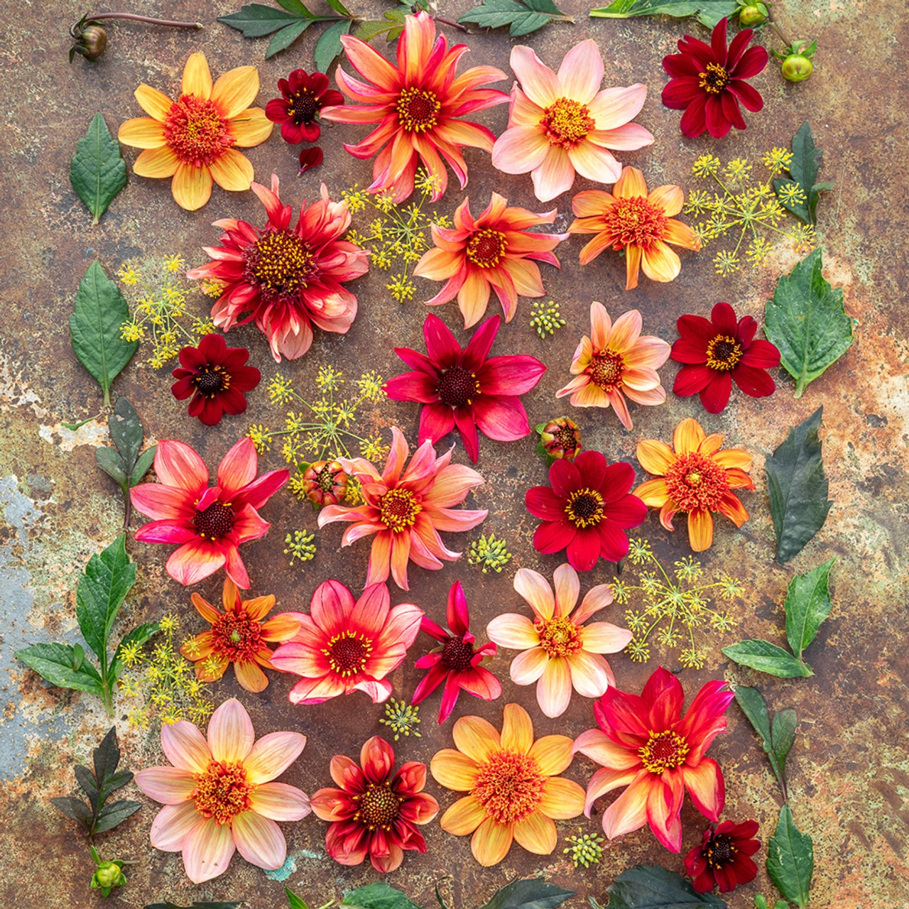 Persian Carpet Dahlia Collection - Image 2