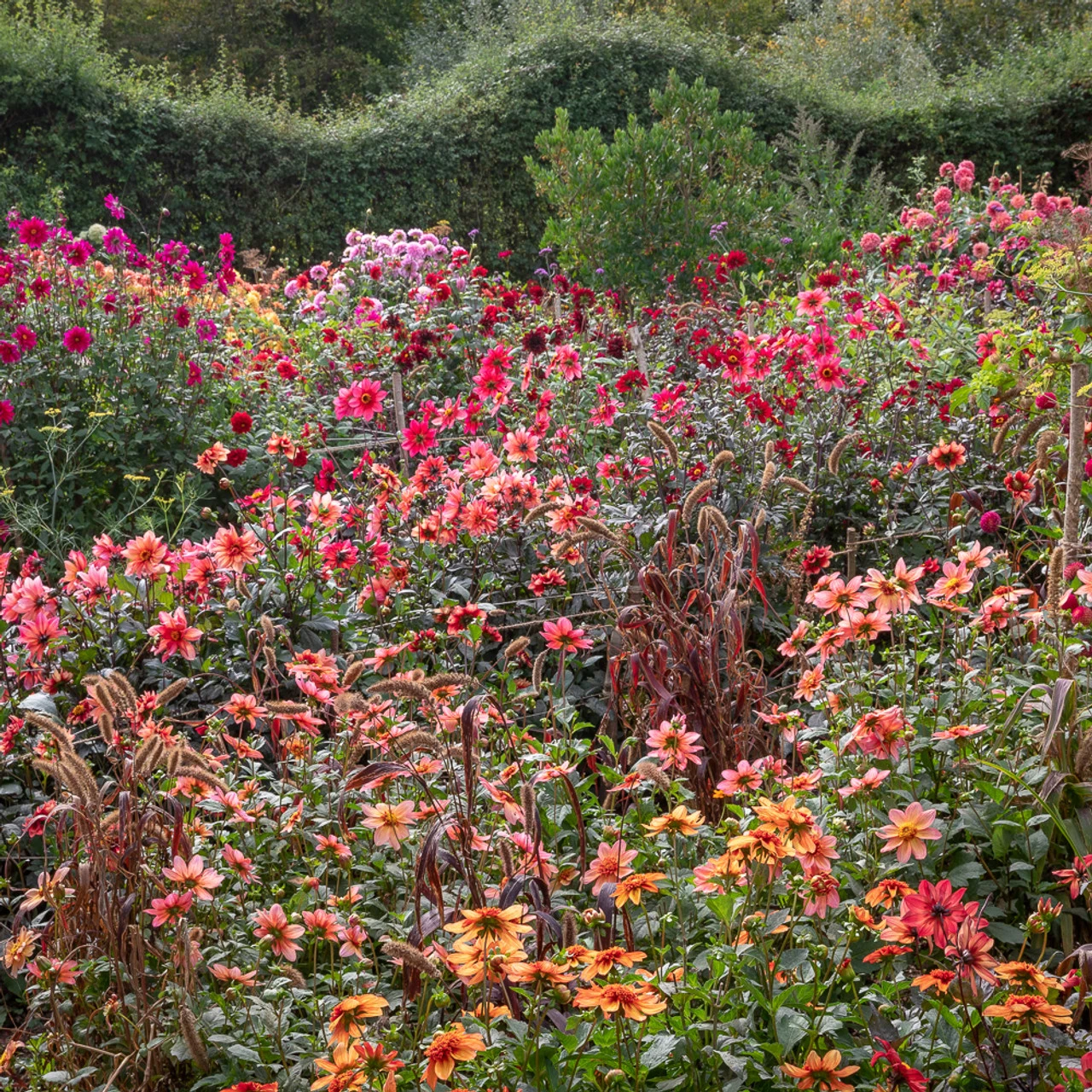 Persian Carpet Dahlia Collection - Image 3