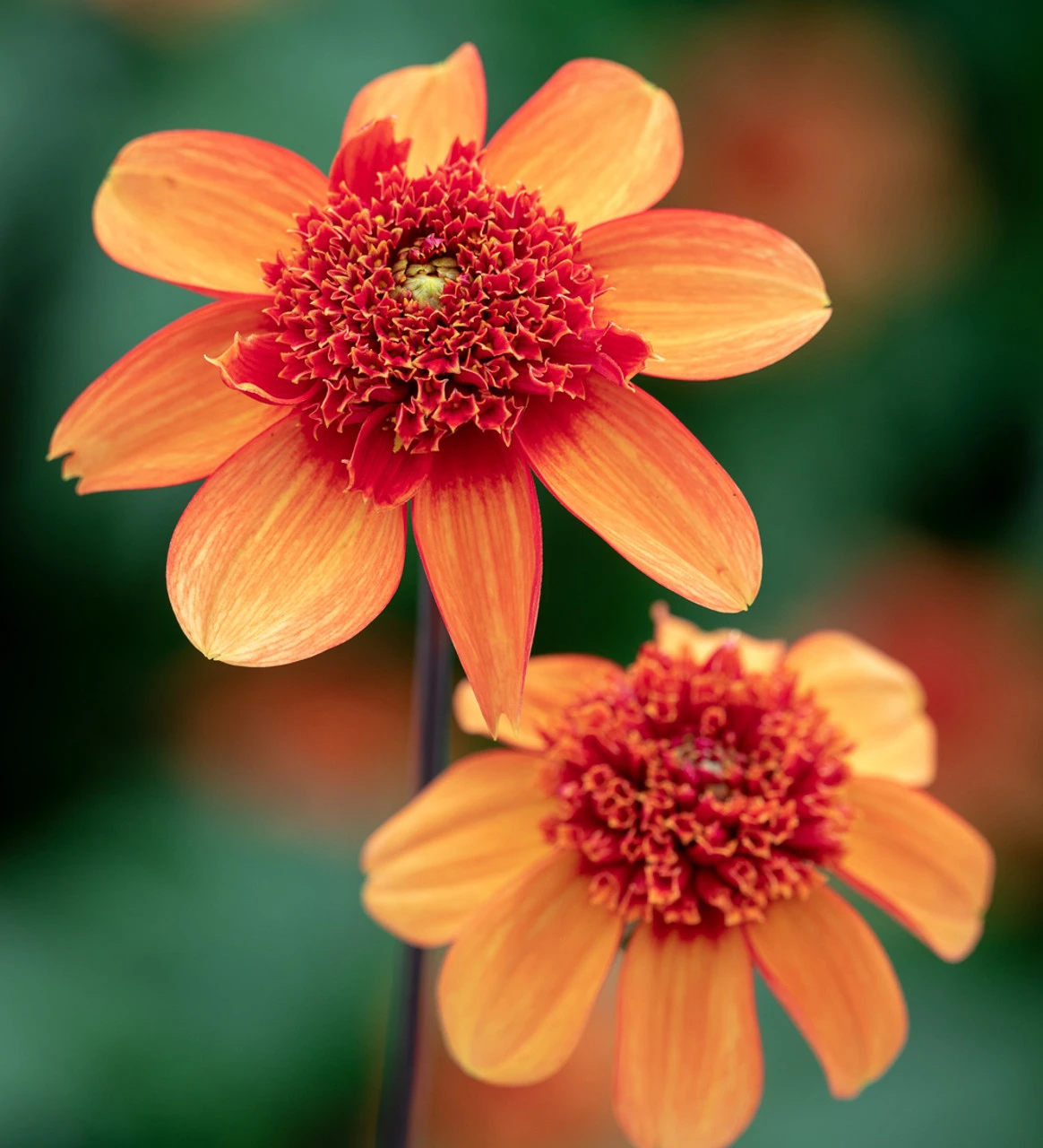 Persian Carpet Dahlia Collection - Image 4