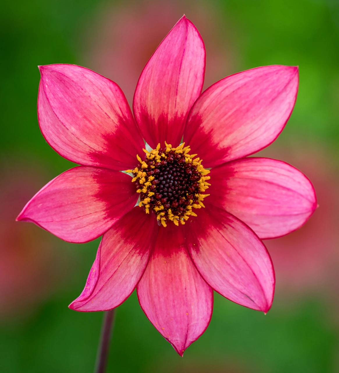 Persian Carpet Dahlia Collection - Image 5