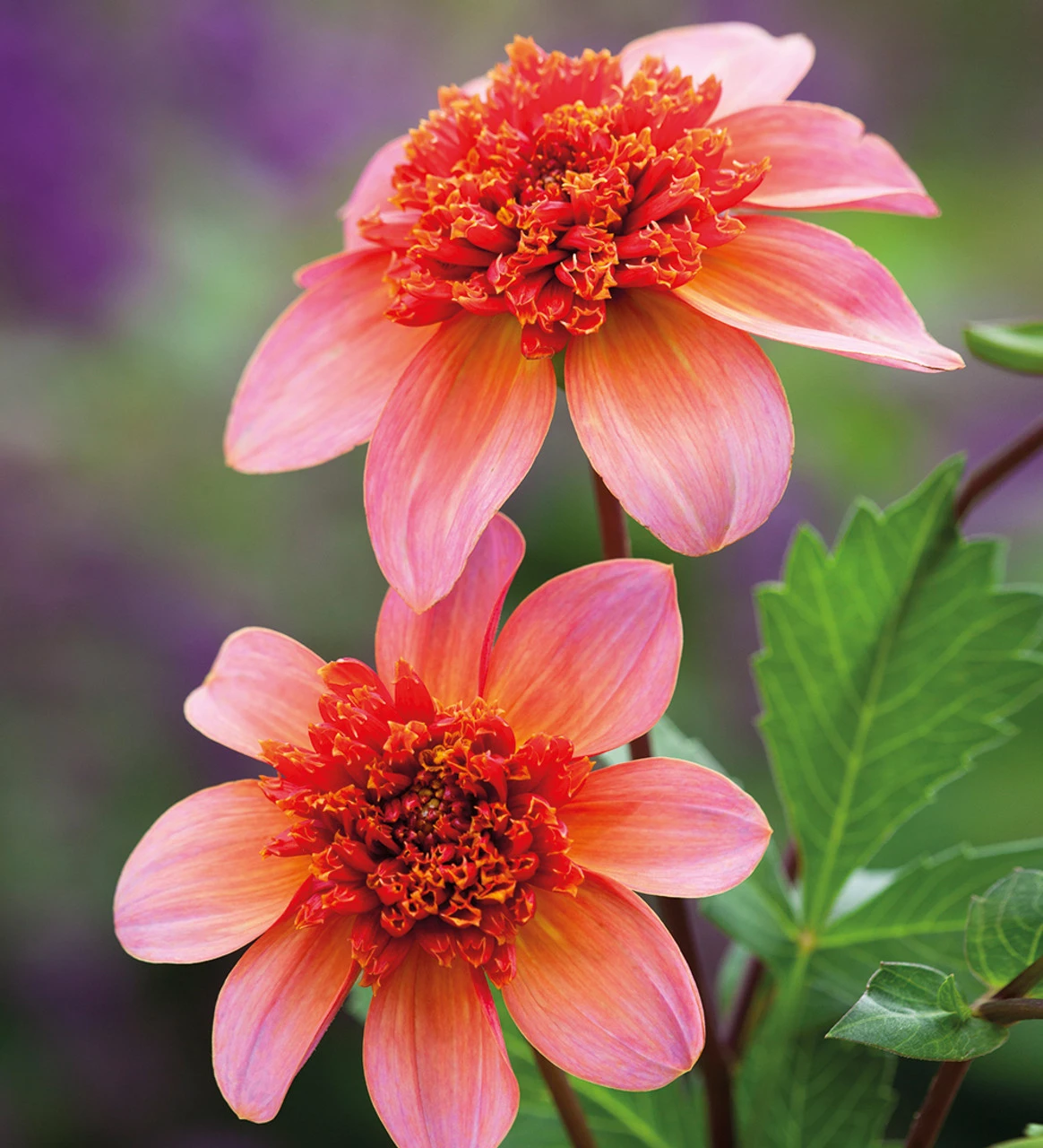 Persian Carpet Dahlia Collection - Image 7