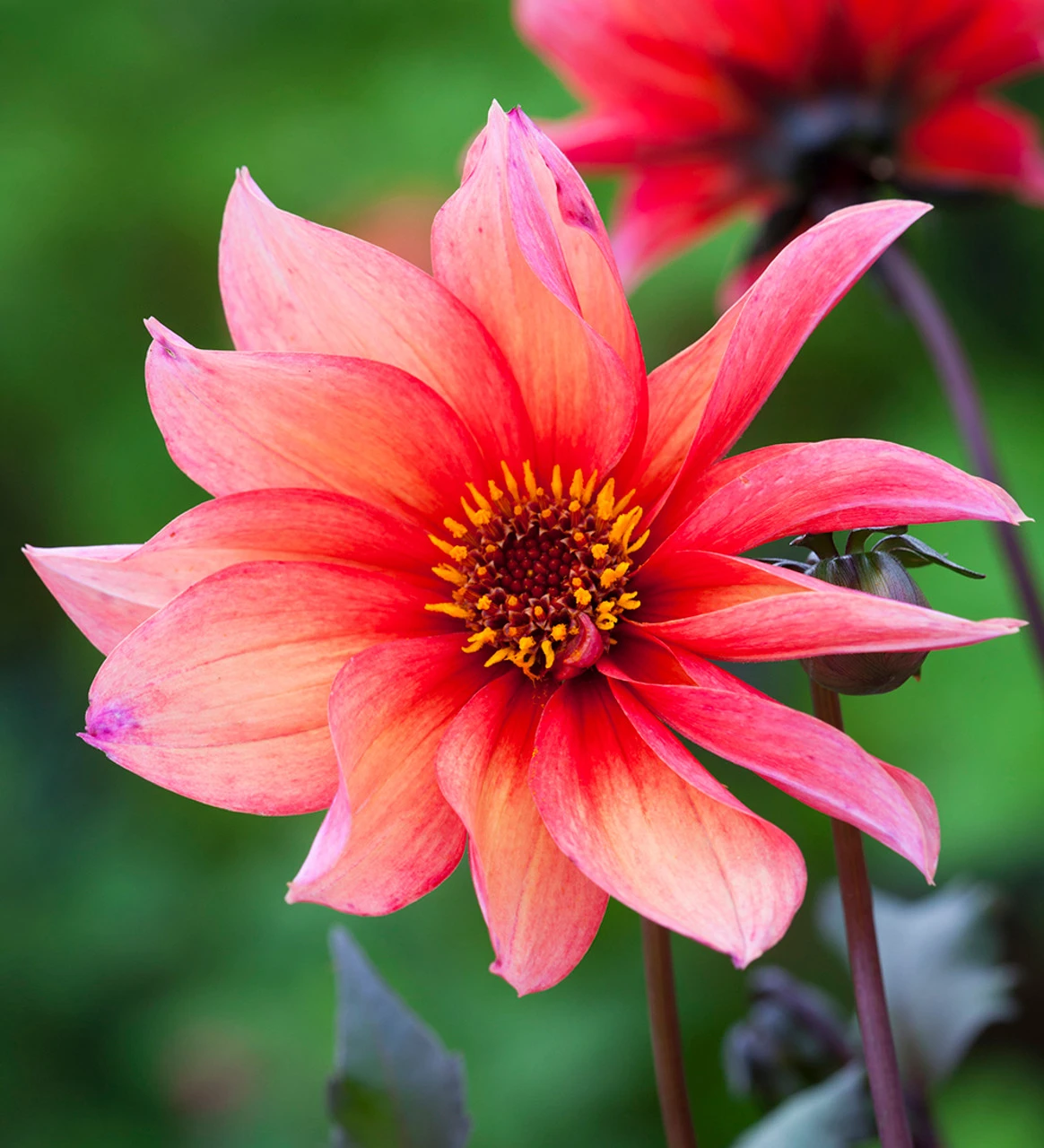 Persian Carpet Dahlia Collection - Image 8