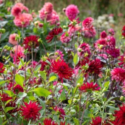 Perch Hill Dahlia Collection