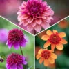 Sarah Raven Exclusive Dahlias For Pots Collection