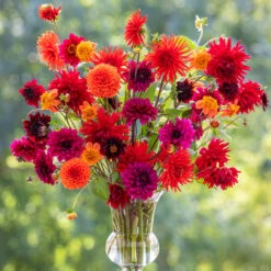 Stained Glass Dahlia Collection