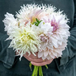 Pillow Talk Dahlia Collection