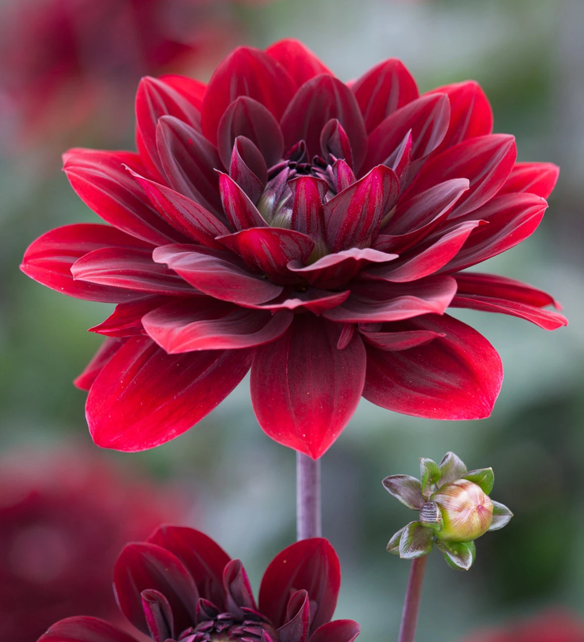Sarah's Best For Borders Dahlia Collection - Image 2