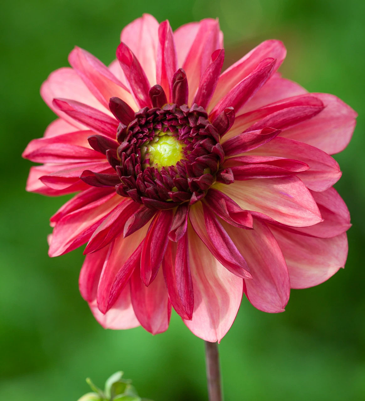 Sarah's Best For Borders Dahlia Collection - Image 3