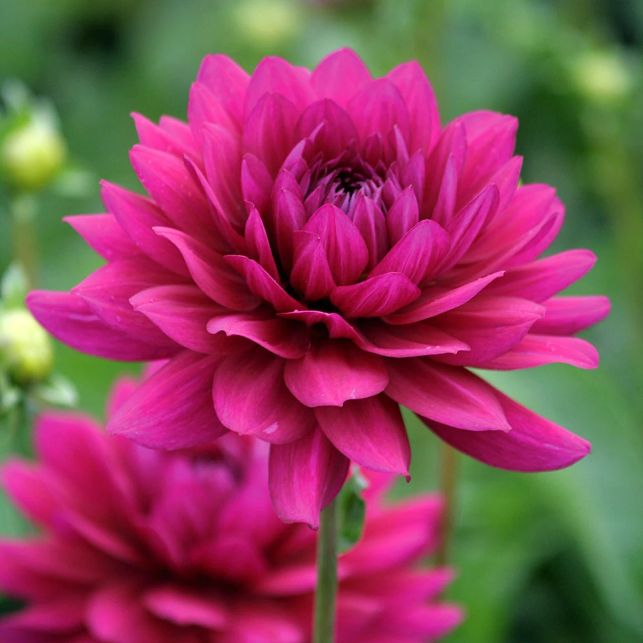 Sarah's Best For Borders Dahlia Collection - Image 4