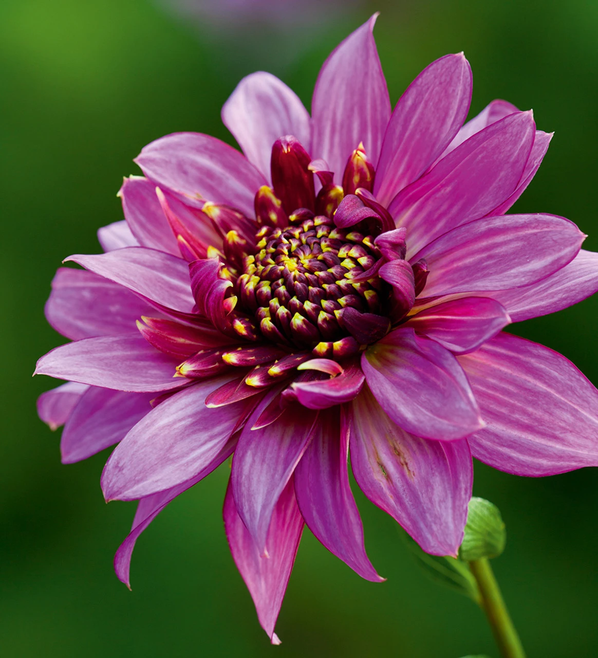 Sarah's Best For Borders Dahlia Collection - Image 6
