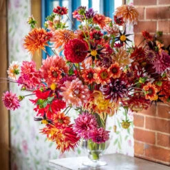 Treasure Island Dahlia Collection