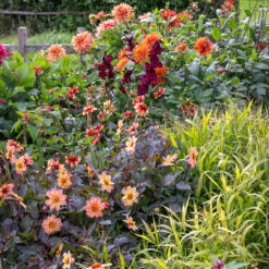 Terracotta And Orange Dahlia Collection