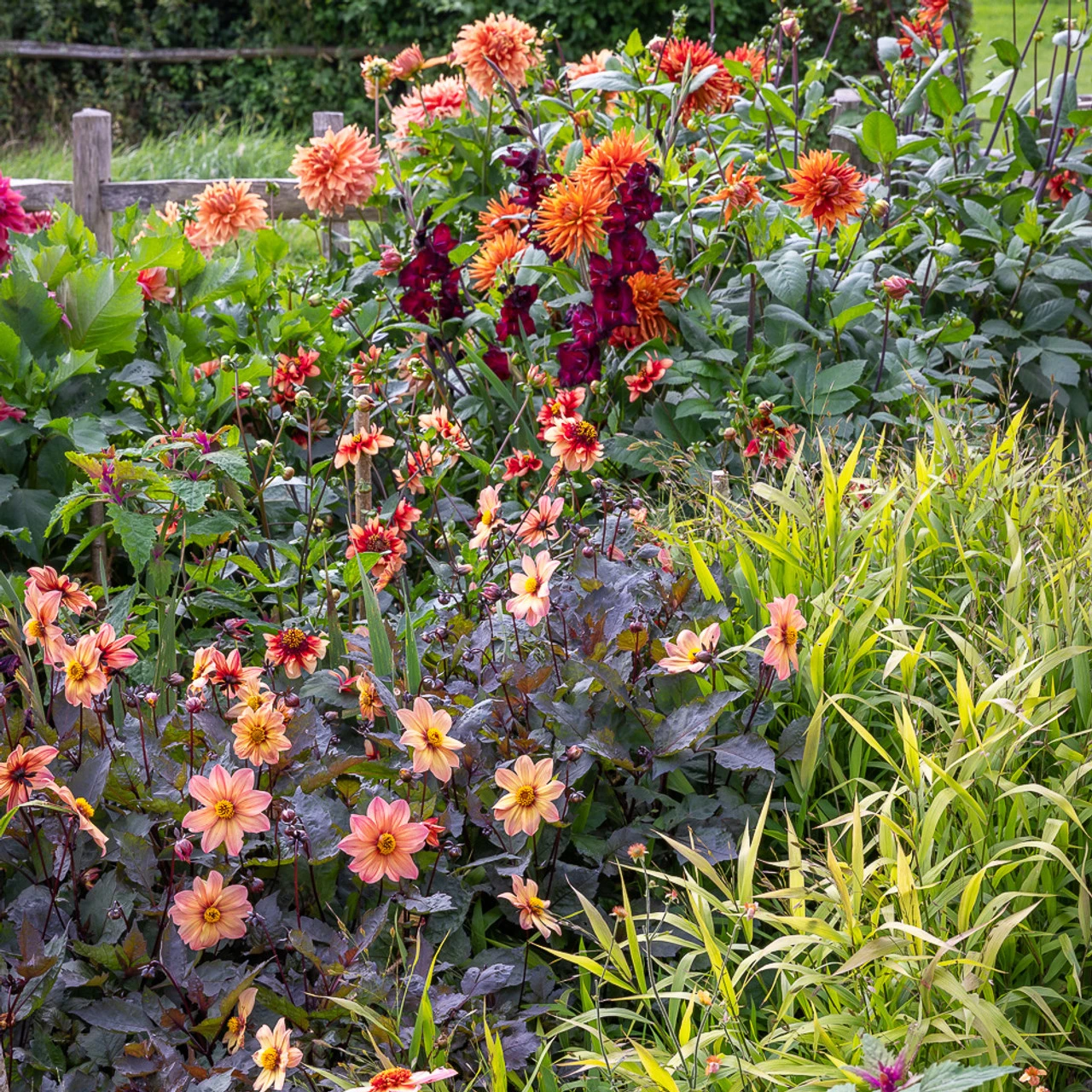 Terracotta And Orange Dahlia Collection
