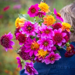 Like Butterflies For Butterflies Collection