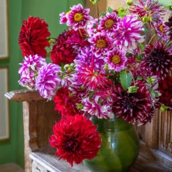 The Brighton Pavilion Dahlia Collection