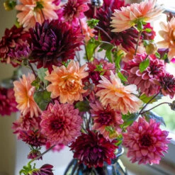 Perfect Balance Dahlia Collection