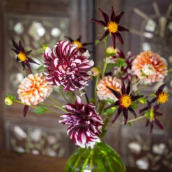 Marrakesh Dahlia Collection