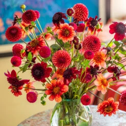 Pompom Party Dahlia Collection