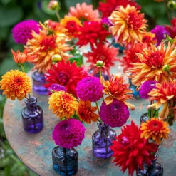 Jelly Tot Dahlia Collection