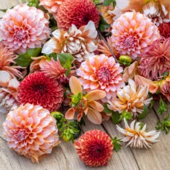 Peach Bellini Dahlia Collection