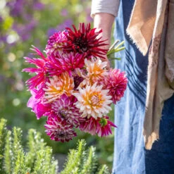 Ascot Hat Dahlia Collection