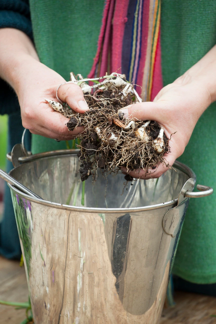 Galanthus Nivalis (Common Snowdrop) - Image 3