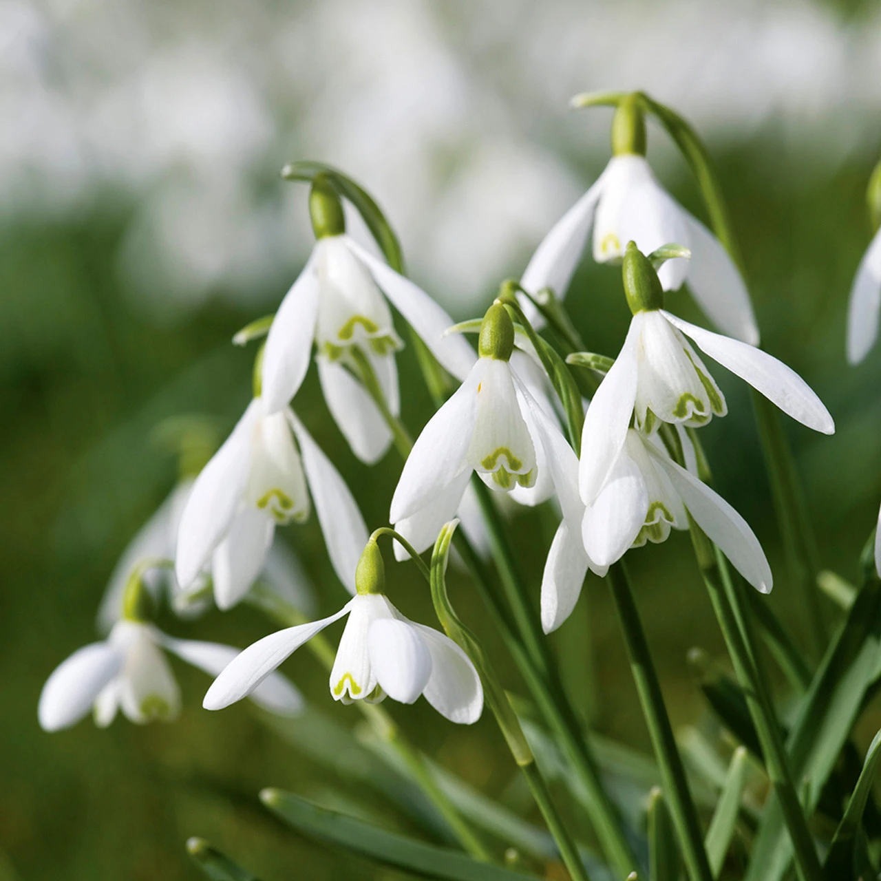 Galanthus Nivalis (Common Snowdrop) - Image 2