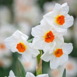 Narcissus 'Cragford' (Forcing)