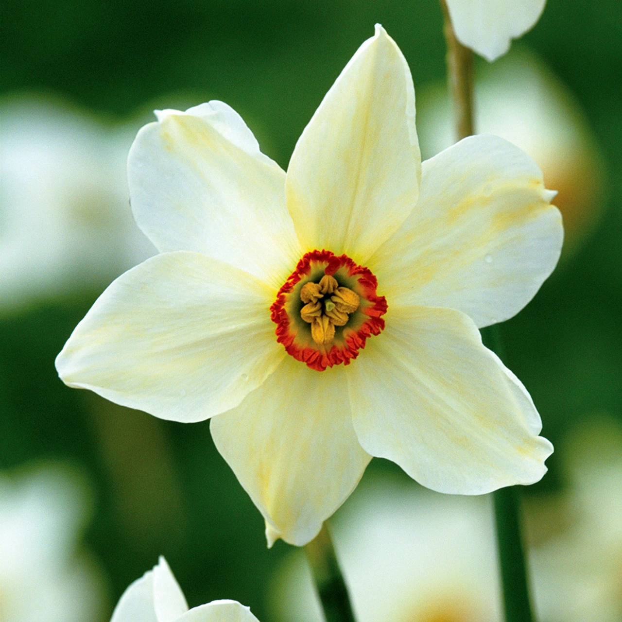 Narcissus Poeticus Var. Recurvus ('Old Pheasant's Eye')