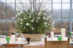 Scented Indoor Narcissus Collection