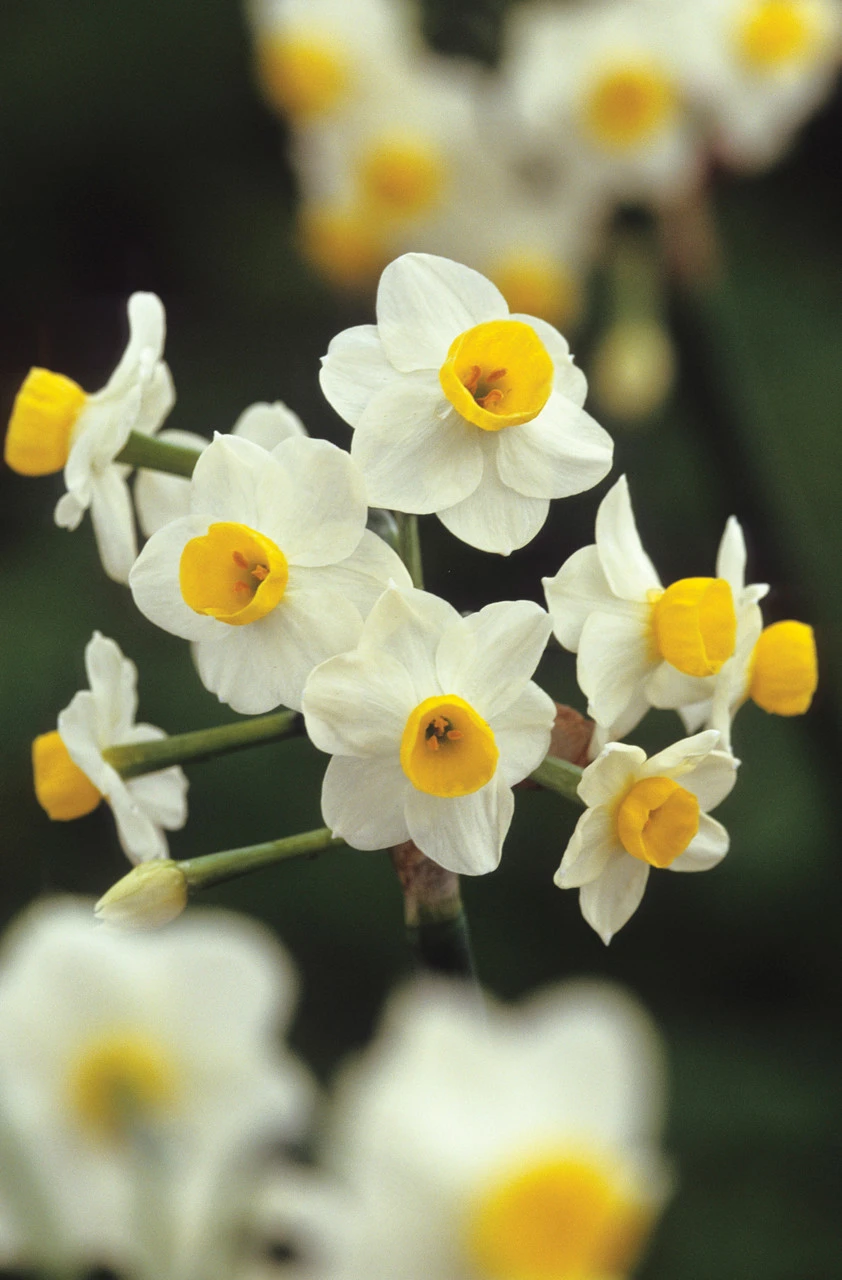 Scented Indoor Narcissus Collection - Image 2