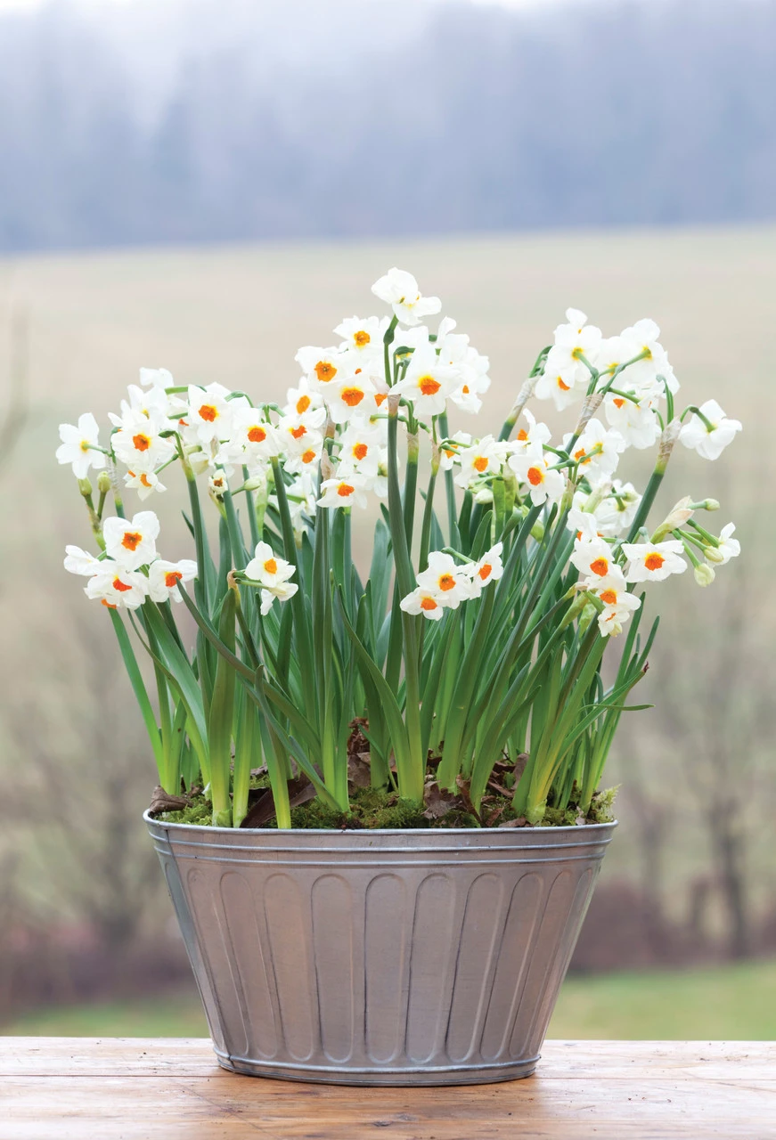 Scented Indoor Narcissus Collection - Image 3