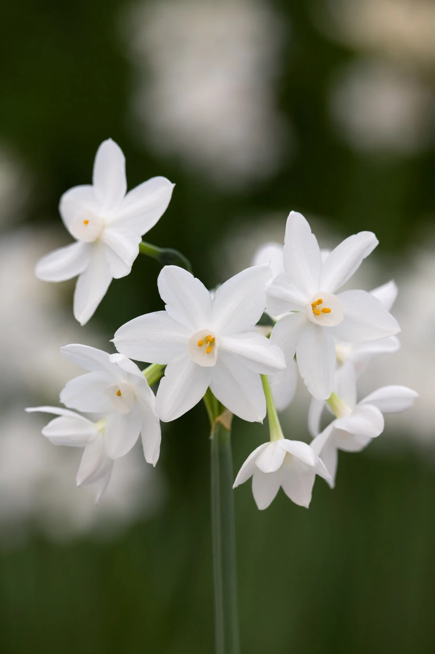 Scented Indoor Narcissus Collection - Image 4