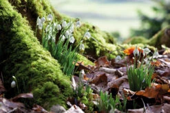 Snowdrop Collection For Naturalising