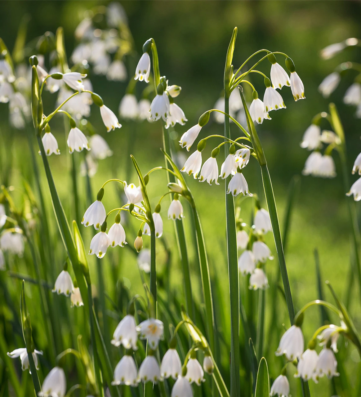 Leucojum Aestivum 'Gravetye Giant' - Image 2