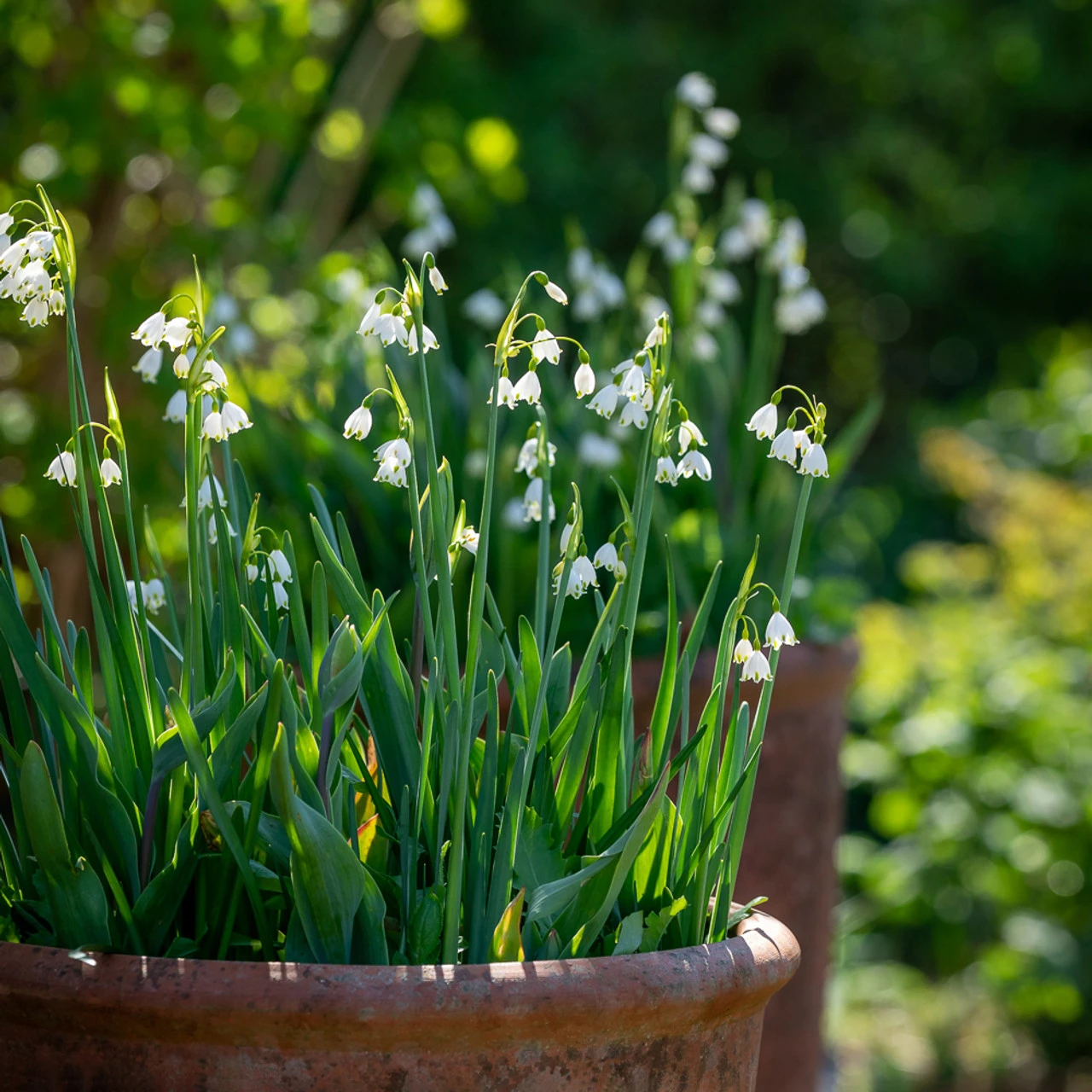 Leucojum Aestivum 'Gravetye Giant'