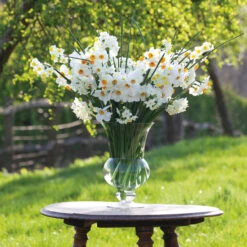 Highly Scented Narcissus Collection