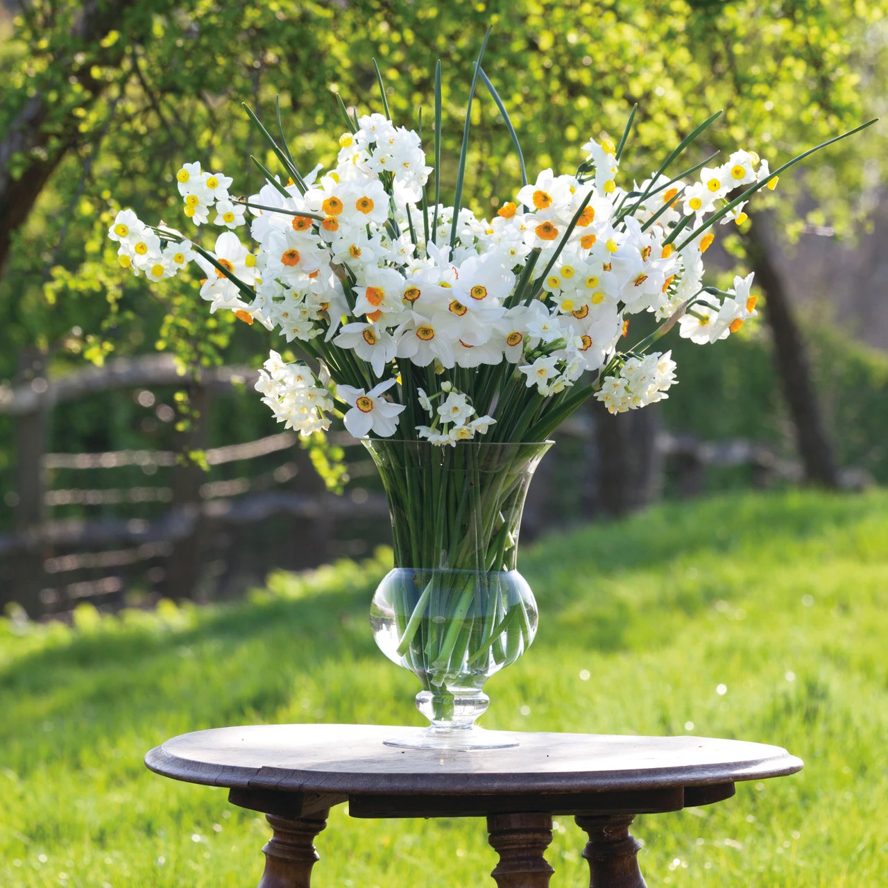 Highly Scented Narcissus Collection