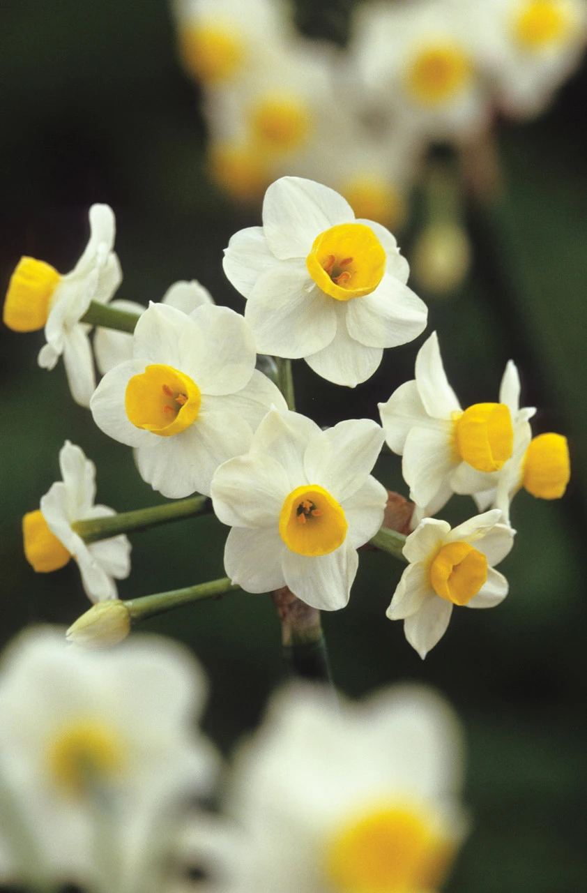 Highly Scented Narcissus Collection - Image 2