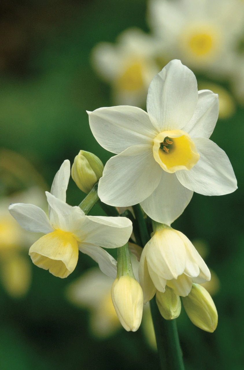 Highly Scented Narcissus Collection - Image 3