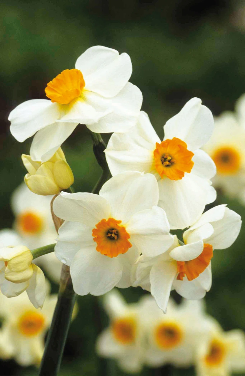 Highly Scented Narcissus Collection - Image 4