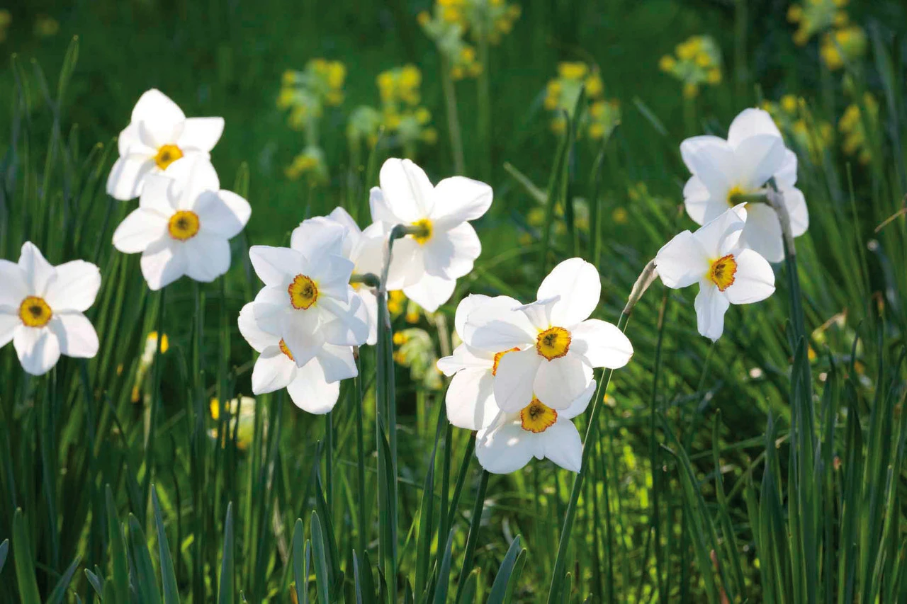 Highly Scented Narcissus Collection - Image 5