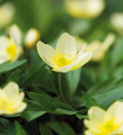 Anemone X Lipsiensis