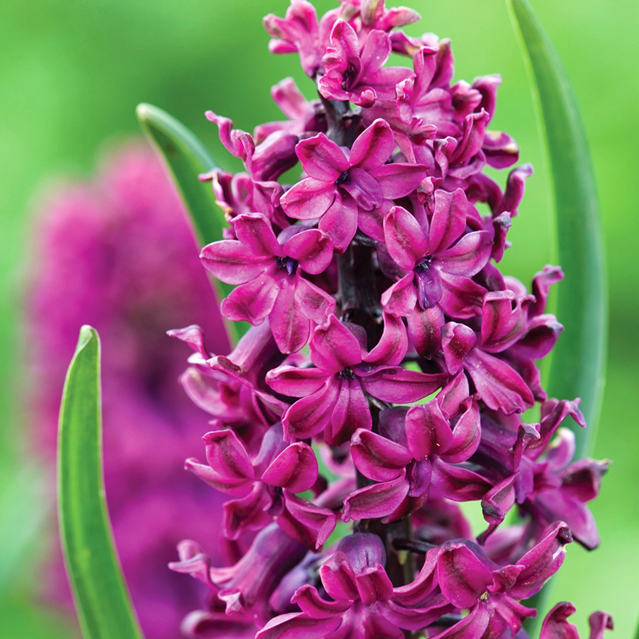 Classic Hyacinth Collection - Image 2